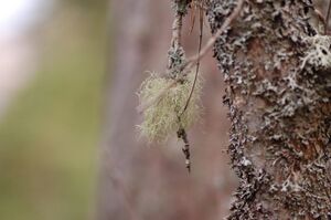 Lichen-usnea.JPG